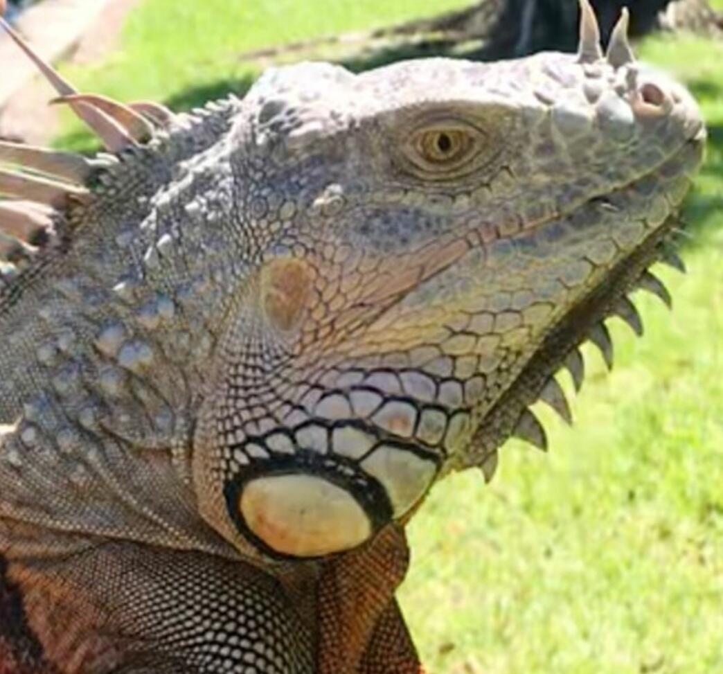 Iguananators Pest Control LLC Oakland Park, FL Nextdoor