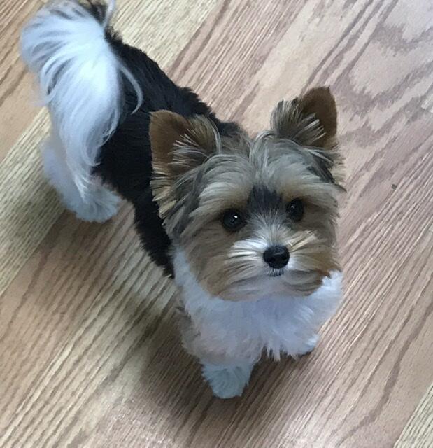 Tailblazers Pet Salon