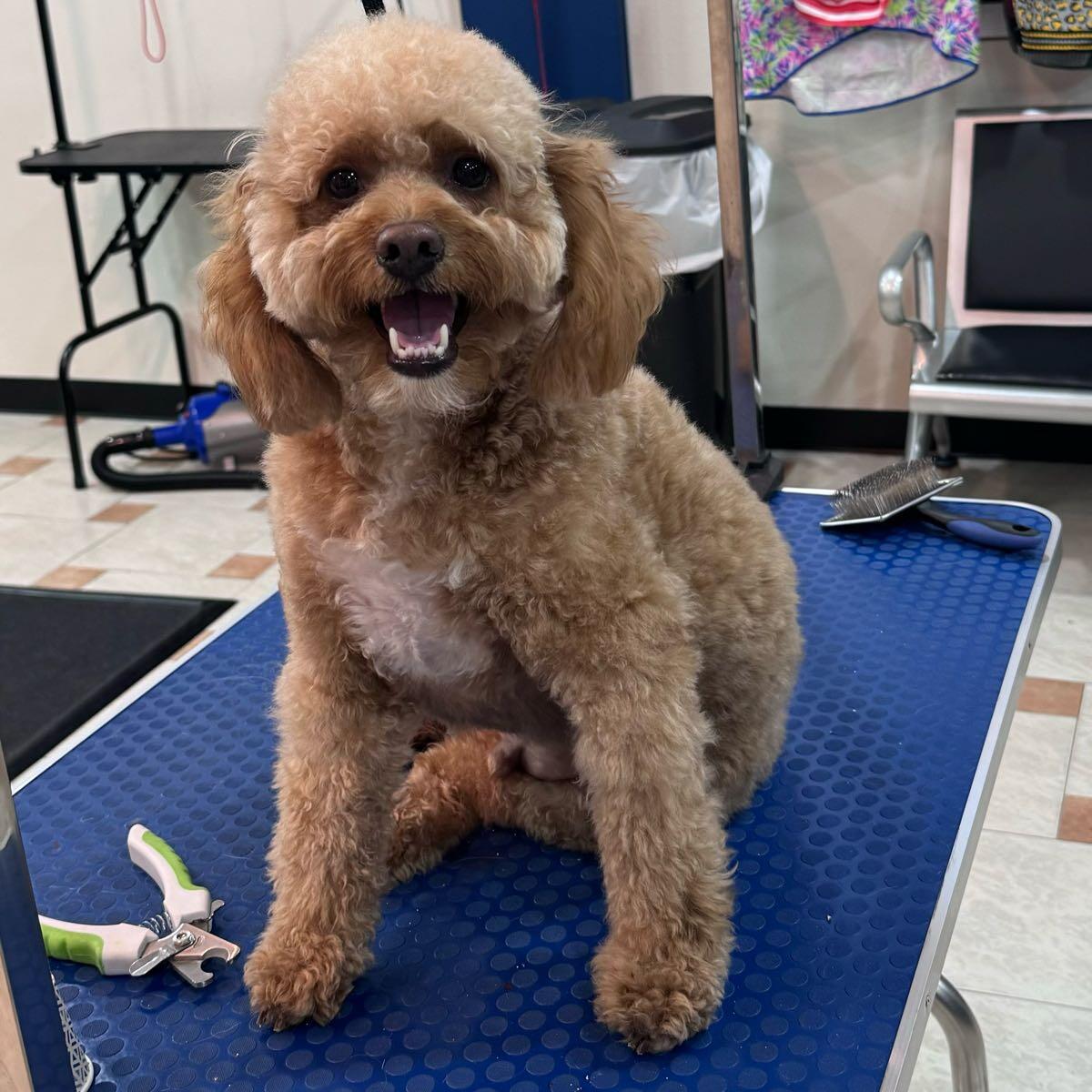 Lisa’s grooming Poinciana, FL Nextdoor