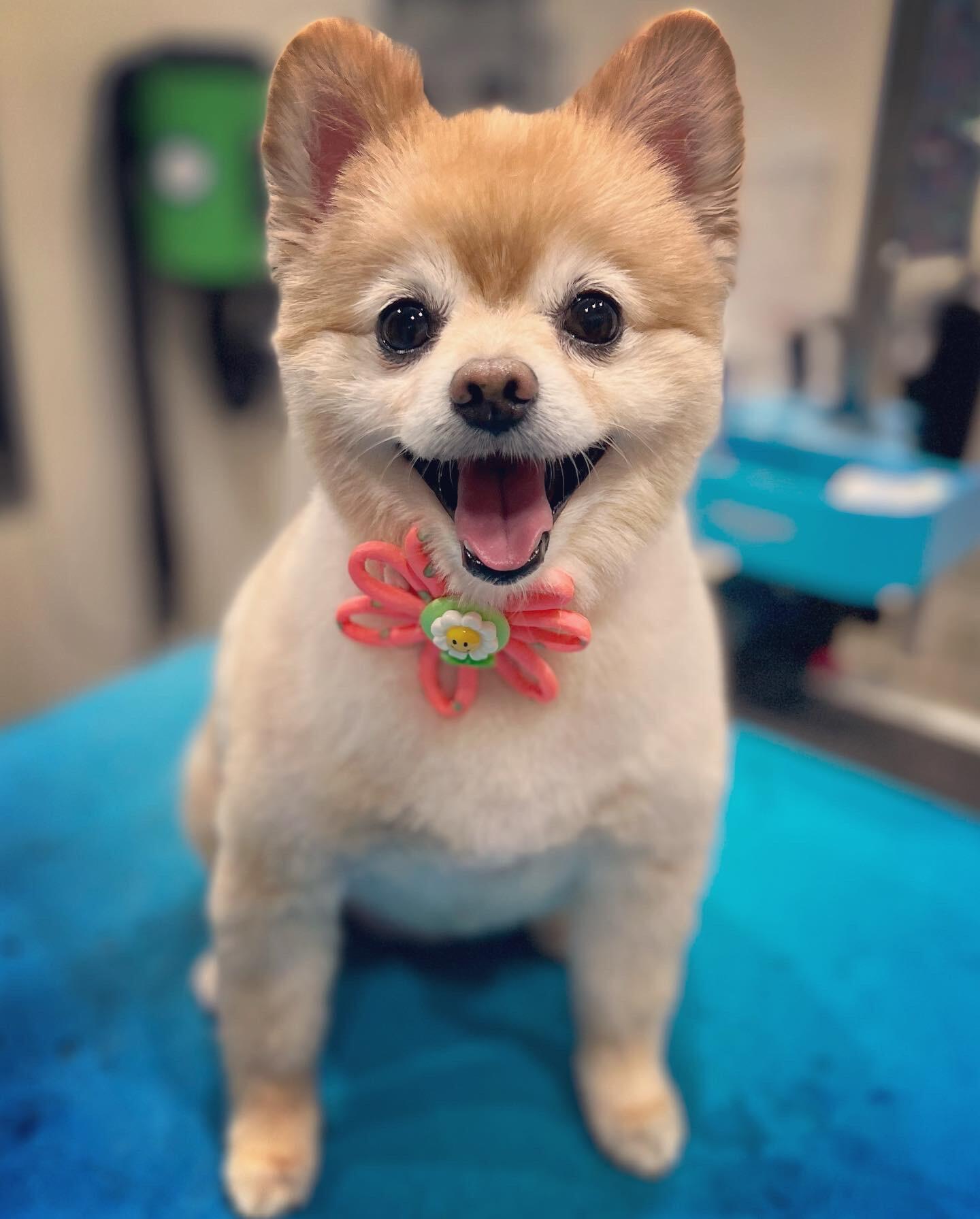 Grooming By Lacy Wake Forest, NC Nextdoor