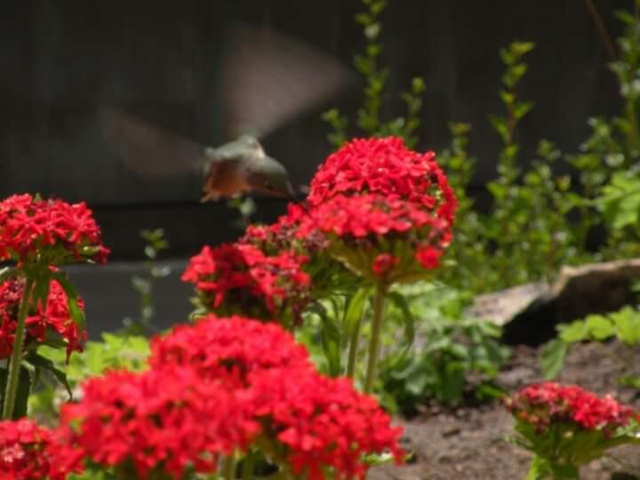 Black Diamond Property Services Wheat Ridge, CO Nextdoor