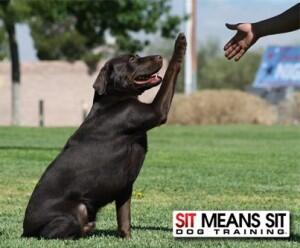 Best Dog Thermometers of 2021  Sit Means Sit San Gabriel Valley