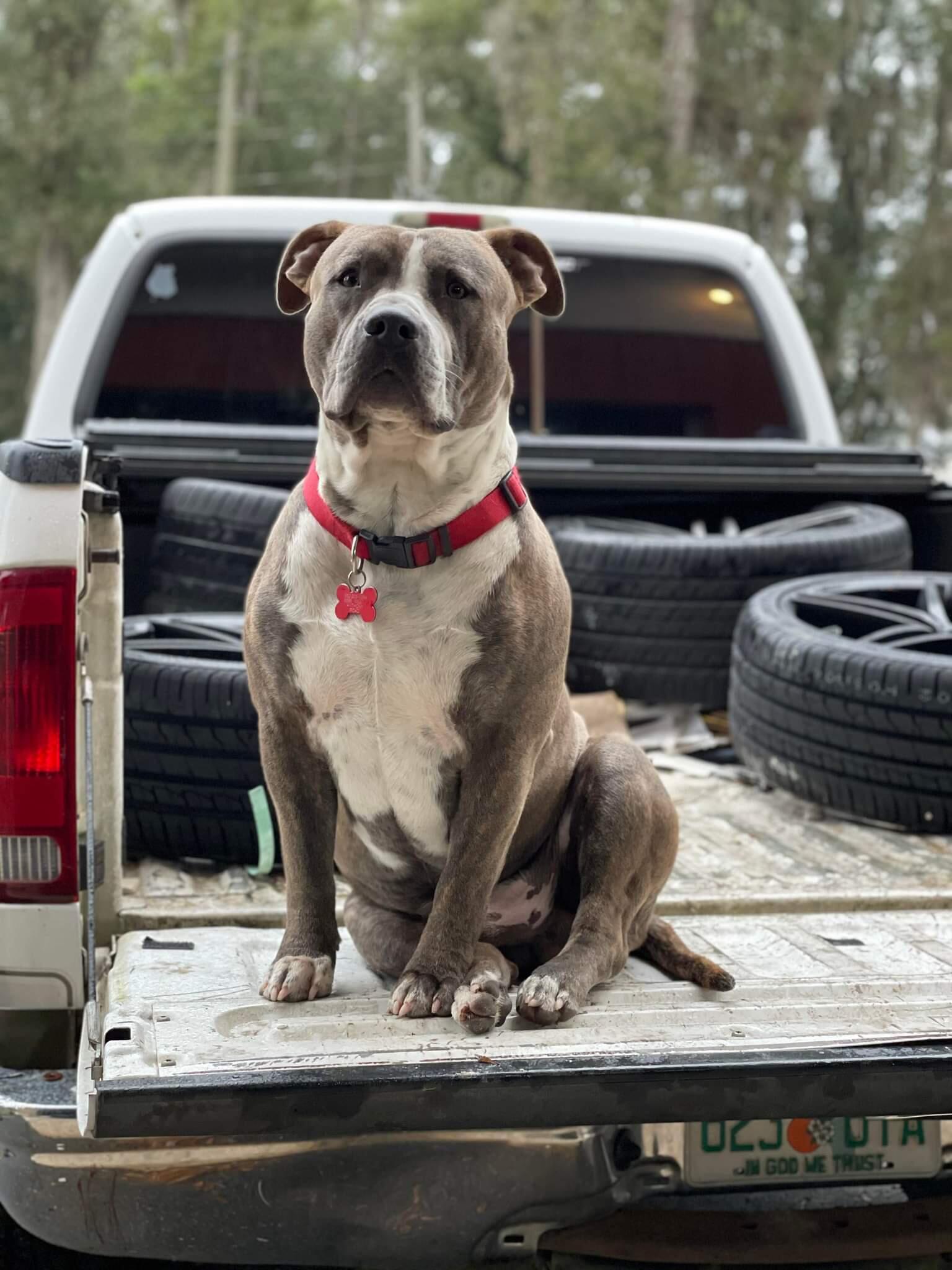 Doggy Doo’s mobile grooming services Ocala, FL Nextdoor