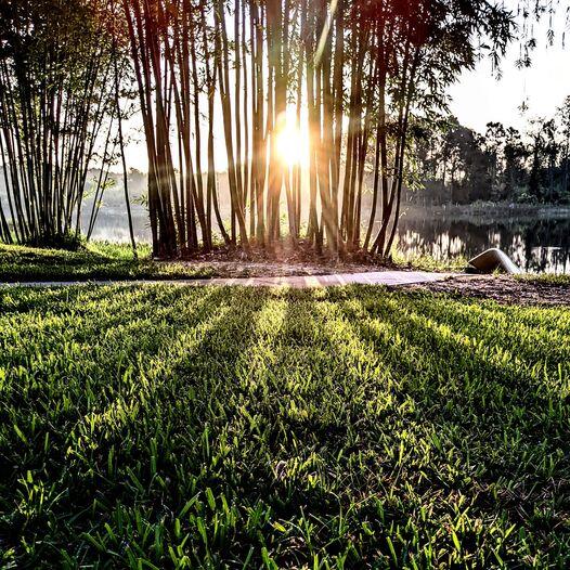 Beautiful Bamboo Groveland, FL Nextdoor