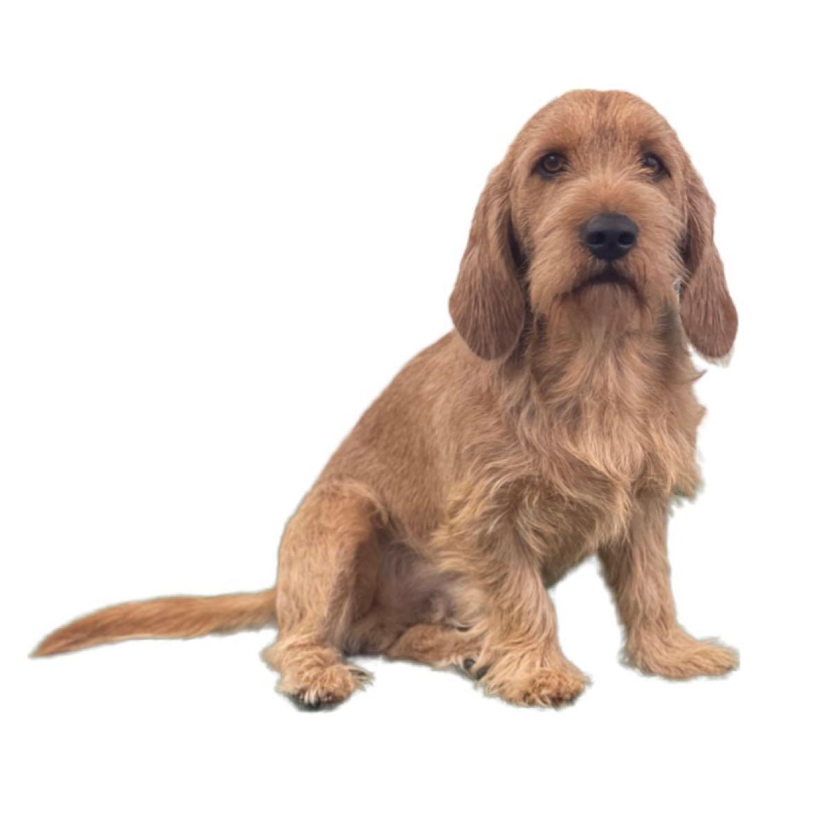 The Handsome Hound, Dog Grooming Hornchurch, GBENG Nextdoor