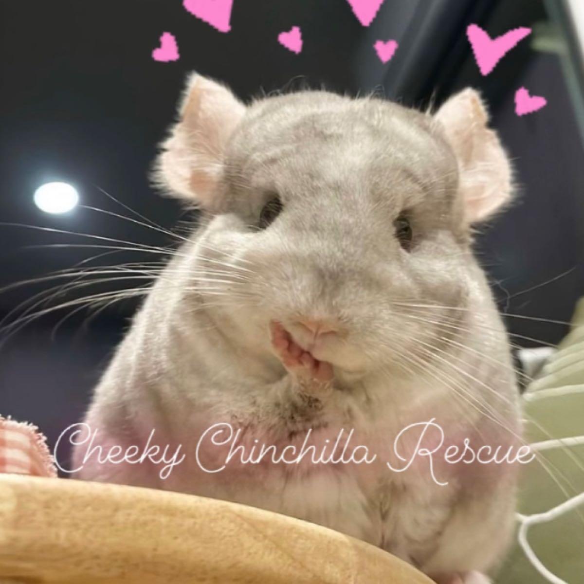 Chinchilla georgia store