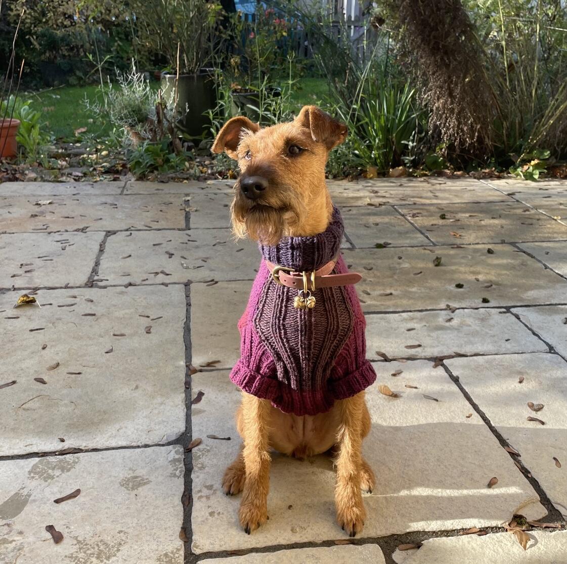 Jersey Dog Knits Dereham Nextdoor