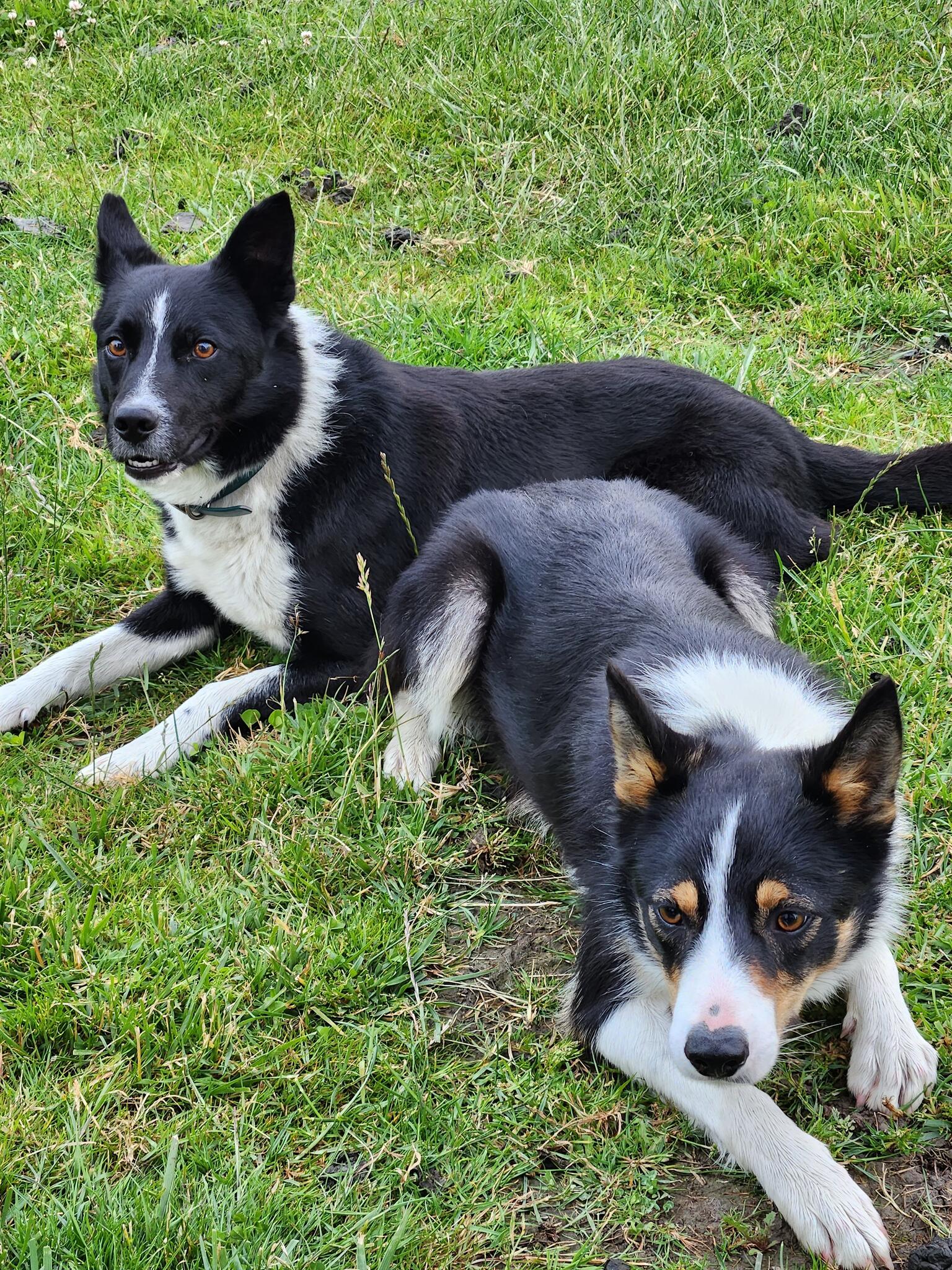 Best Friends Pet Service Nextdoor