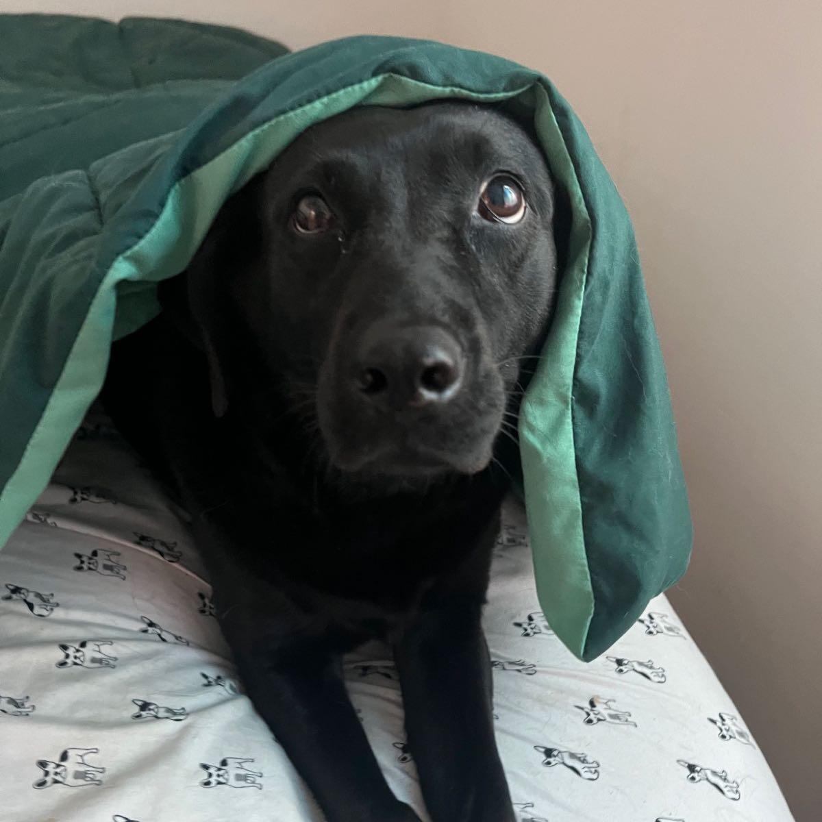 Pet serves Schenectady, NY Nextdoor