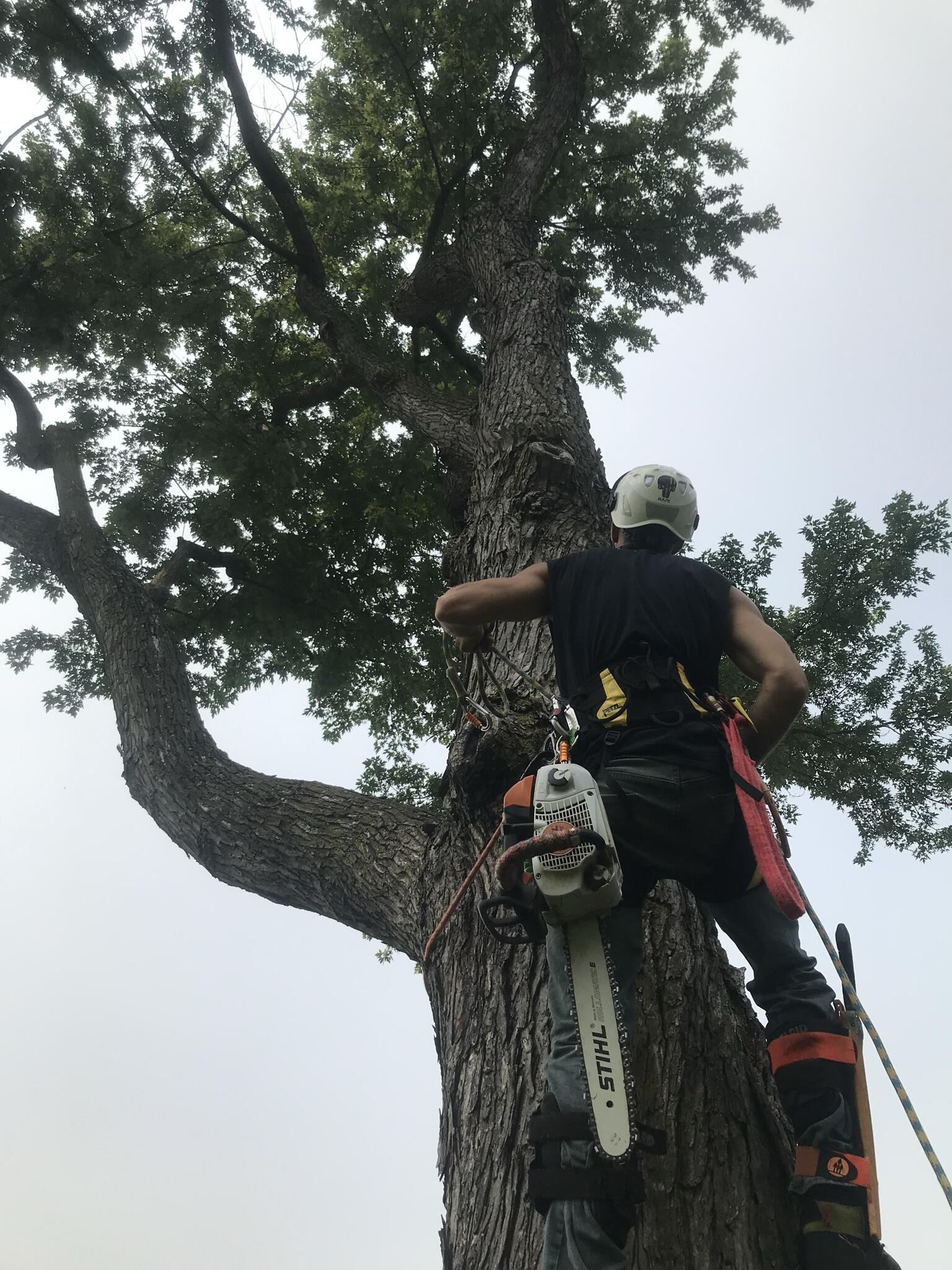 Spartan Tree Service Kansas City, KS Nextdoor