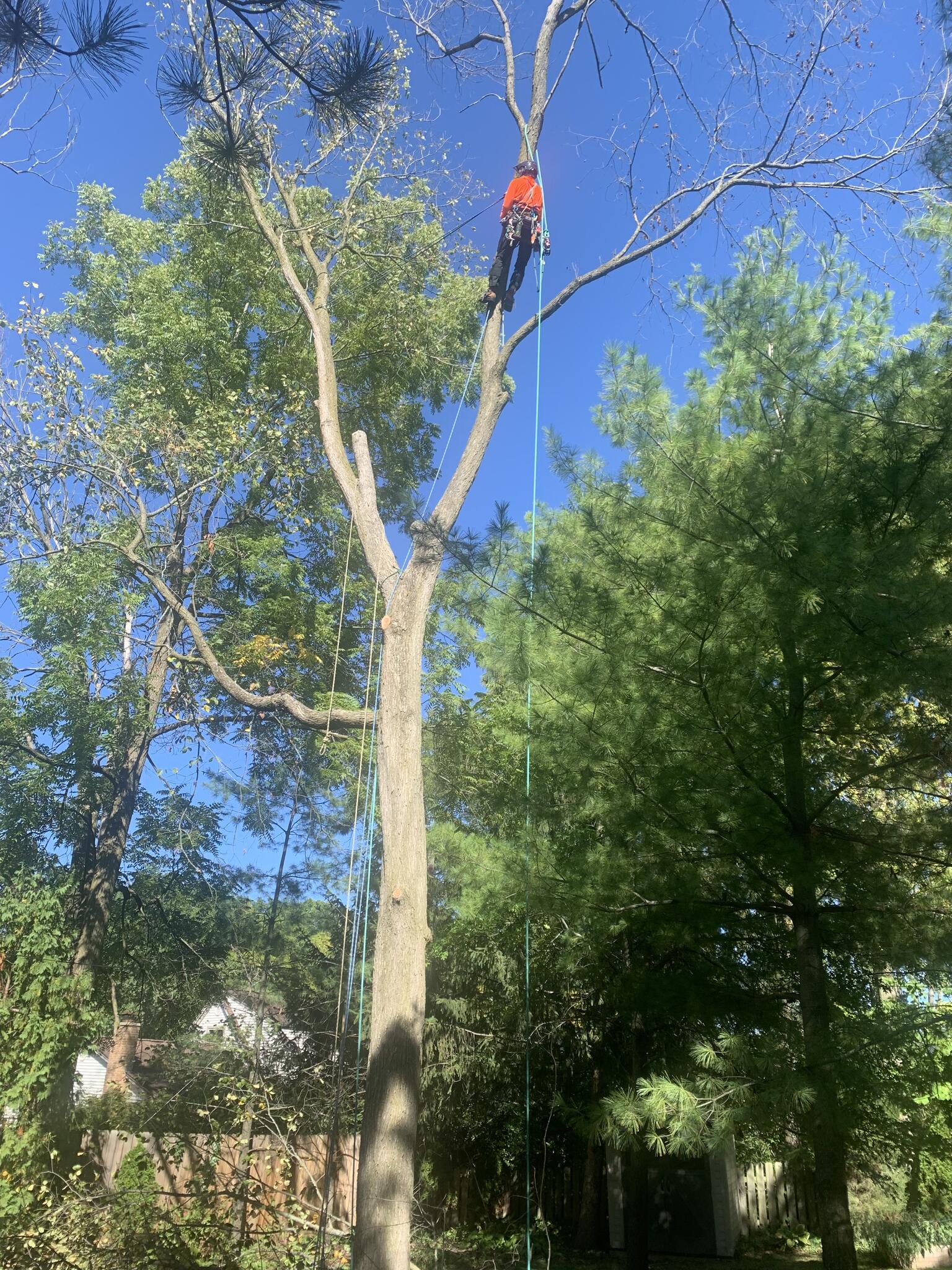 Great Lakes Tree Care and Rescue Dexter, MI Nextdoor