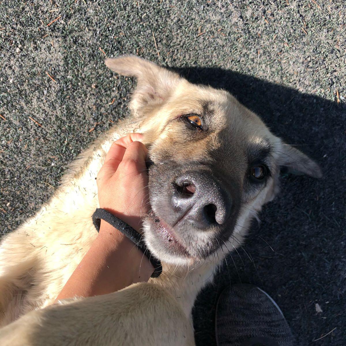 lara-s-dog-sitting-london-gb-eng-nextdoor