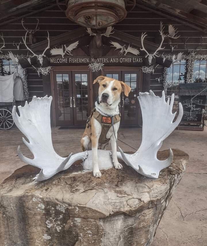 Amanda's Top Dog Training, Boarding, & Daycare San Antonio, TX Nextdoor