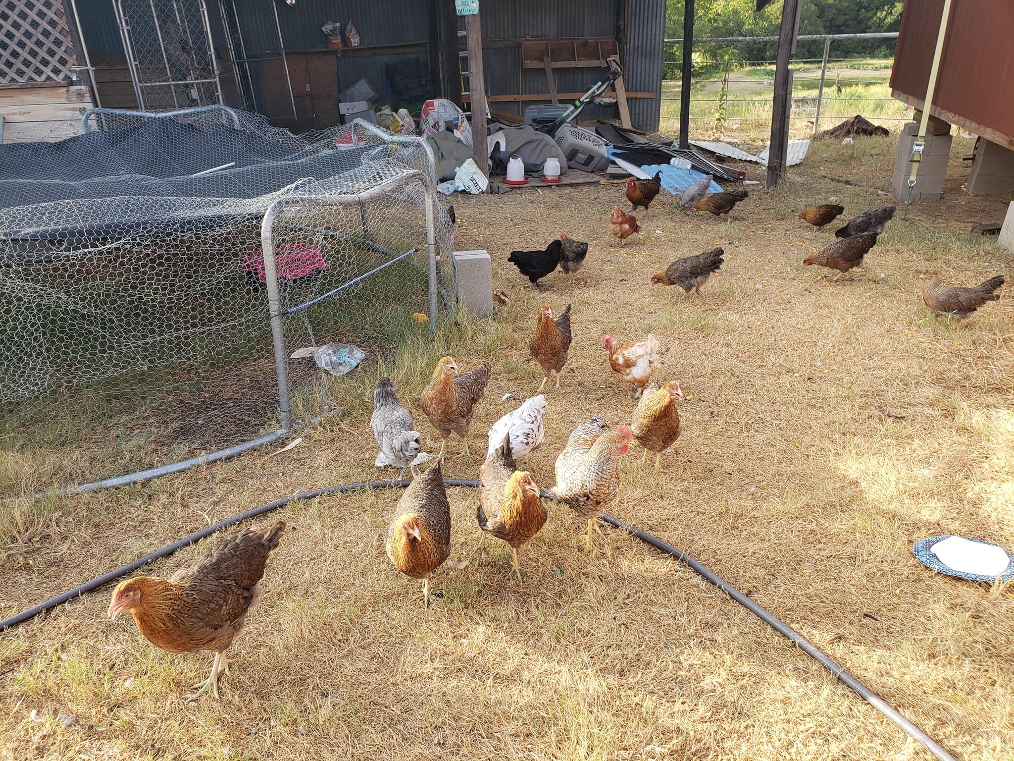 Little Red Truck Farm Leonard, TX Nextdoor