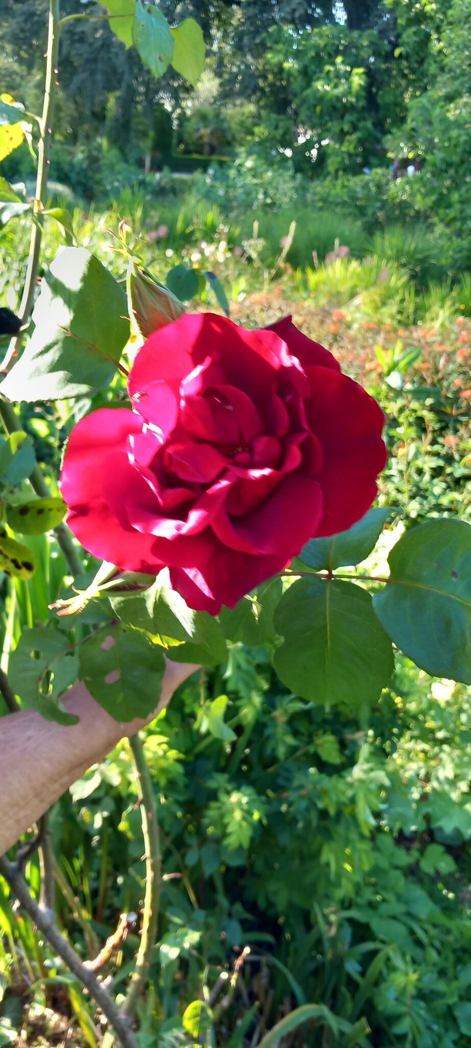 nikki,s cleaning service Stortford, GBENG Nextdoor