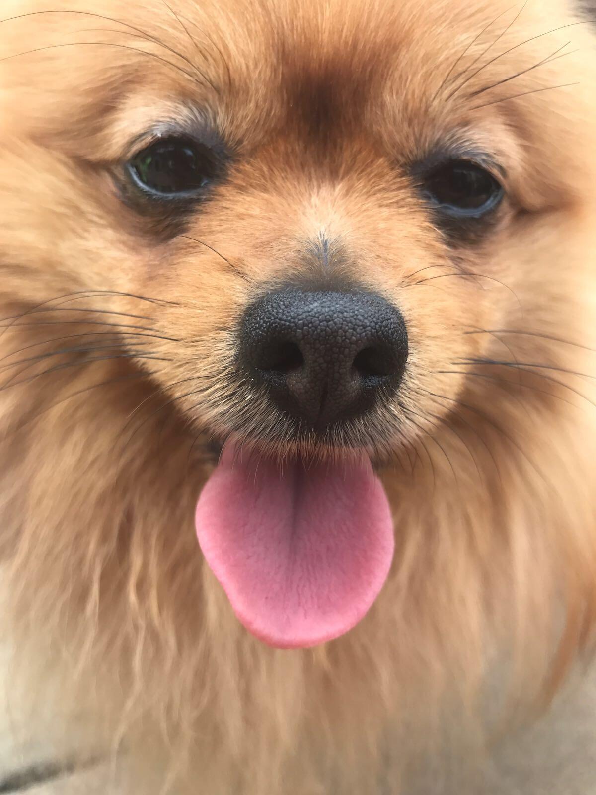 101 Paws Dog Grooming Birmingham Nextdoor