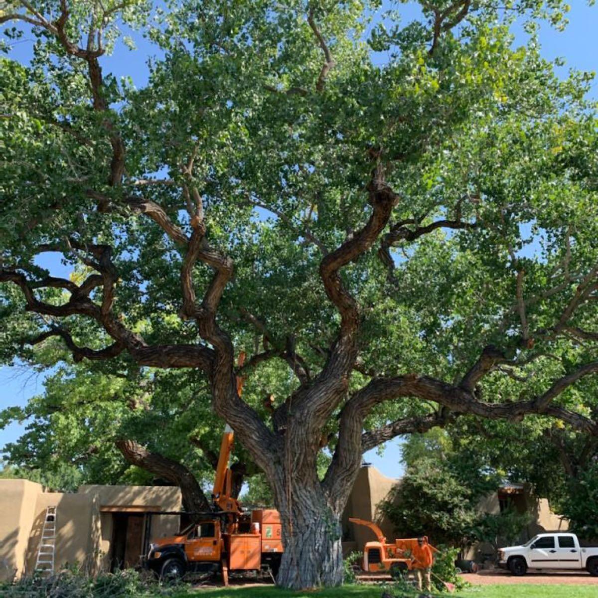 Native American Tree Experts American Tree Services - Nextdoor