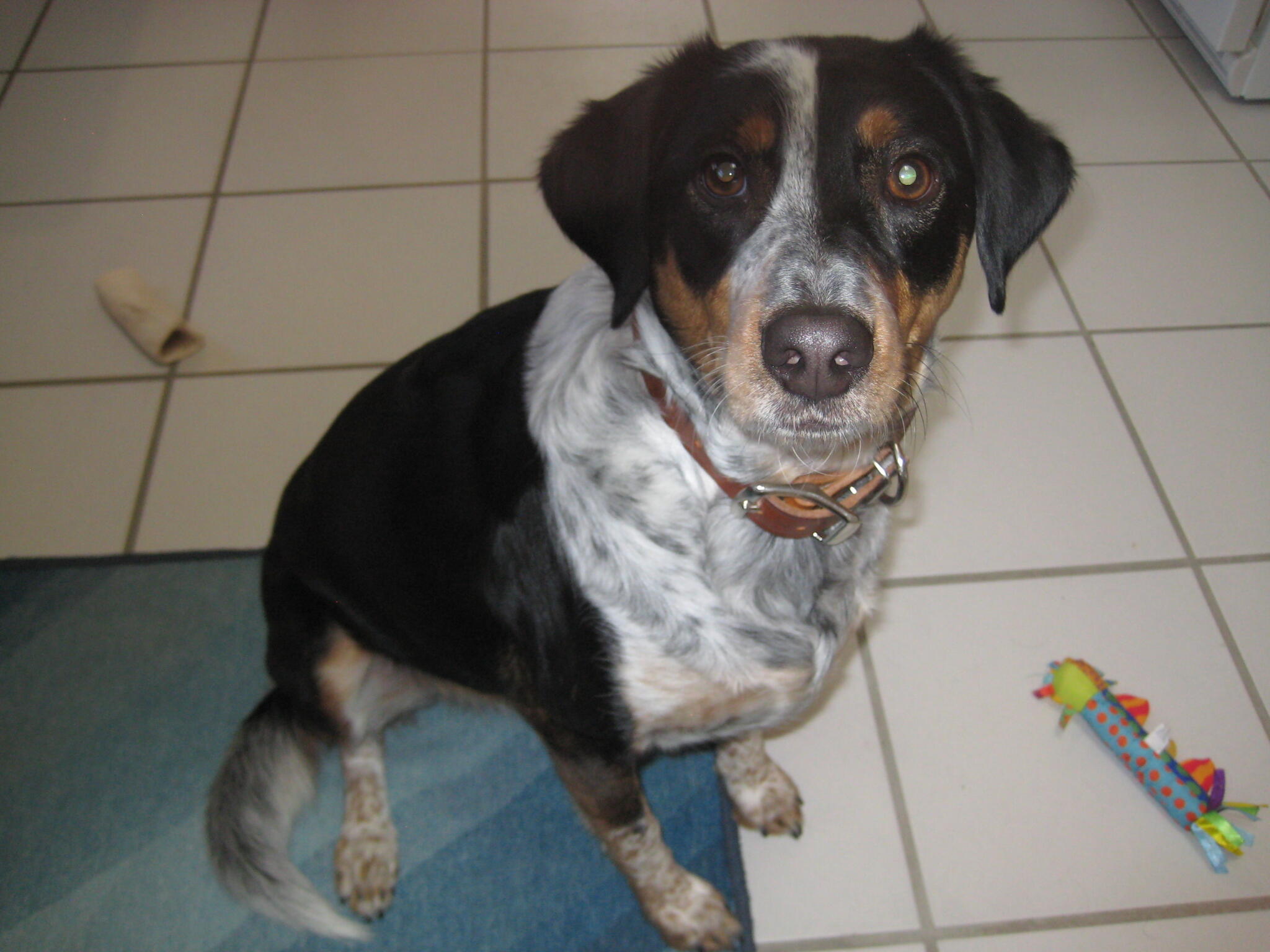 Deb's Pet Sitting Waterloo, IA Nextdoor