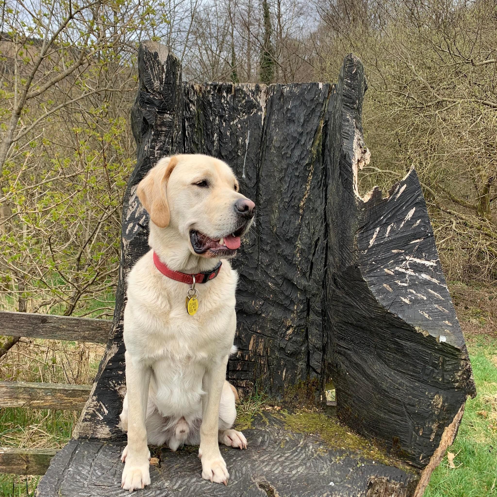 Happy Woofers Dog Boarding and Walking Mountain Ash, GBWLS Nextdoor