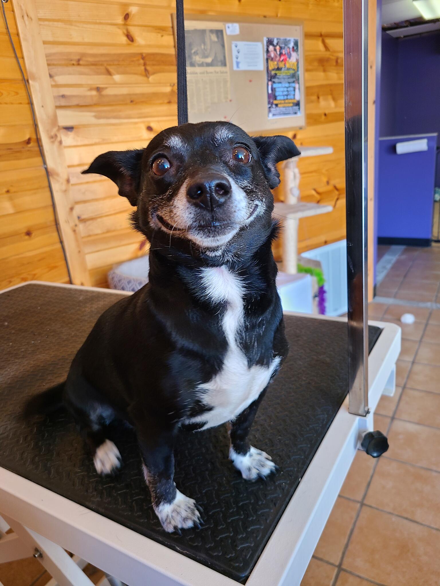 Bows and Bubbles Pet Salon Wadena, MN Nextdoor