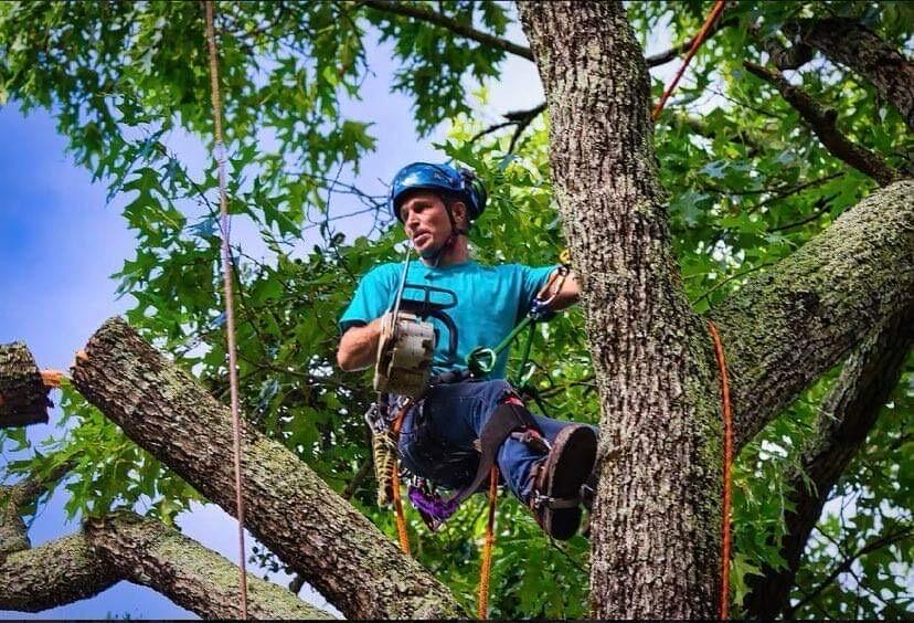 Grand Arch Tree Service Flowery Branch, GA Nextdoor