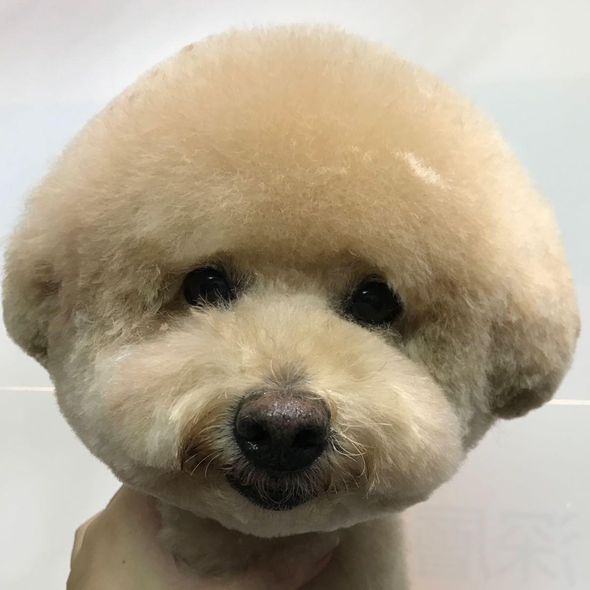 Dorothy’s Asian Style Dog Grooming Blackburn, GBENG Nextdoor