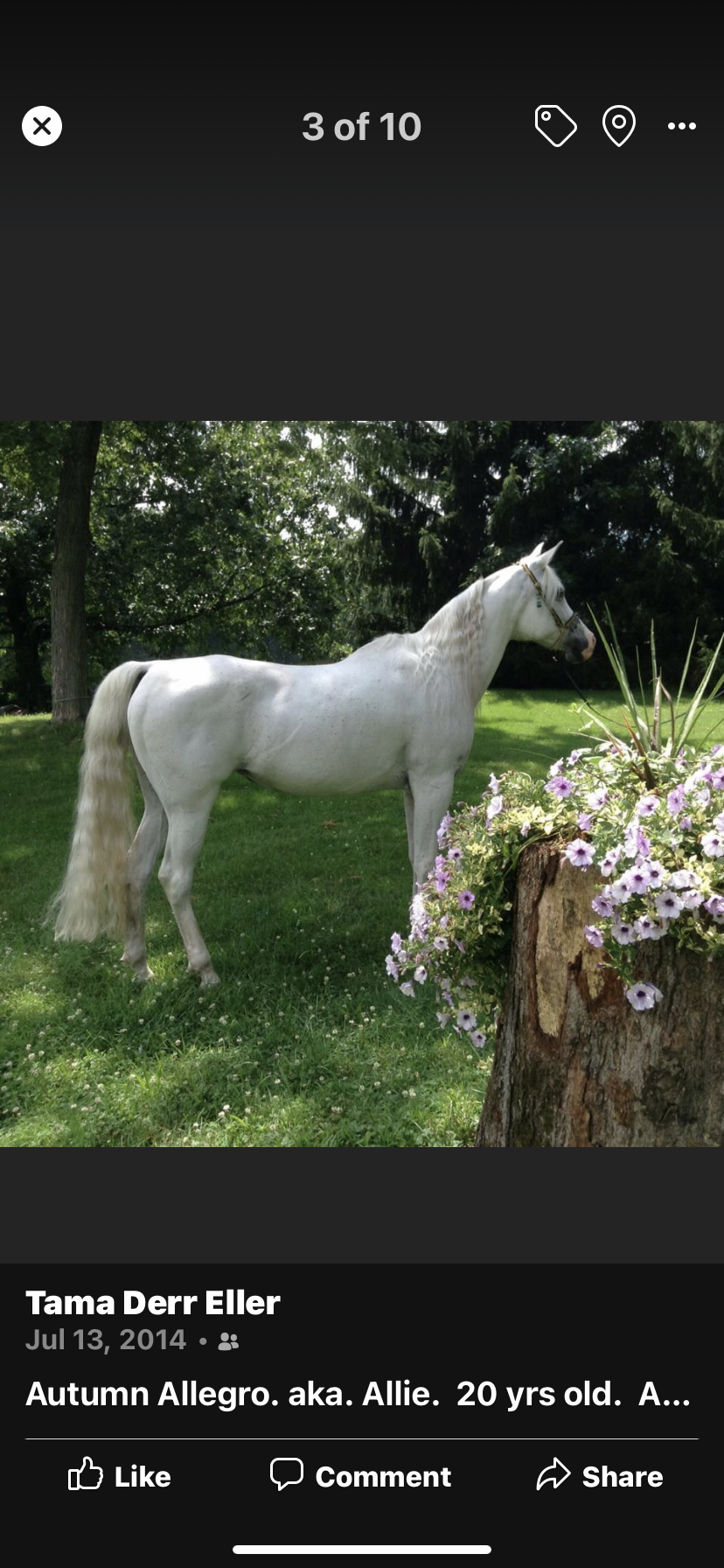 Eller Arabians Clinton, OH Nextdoor