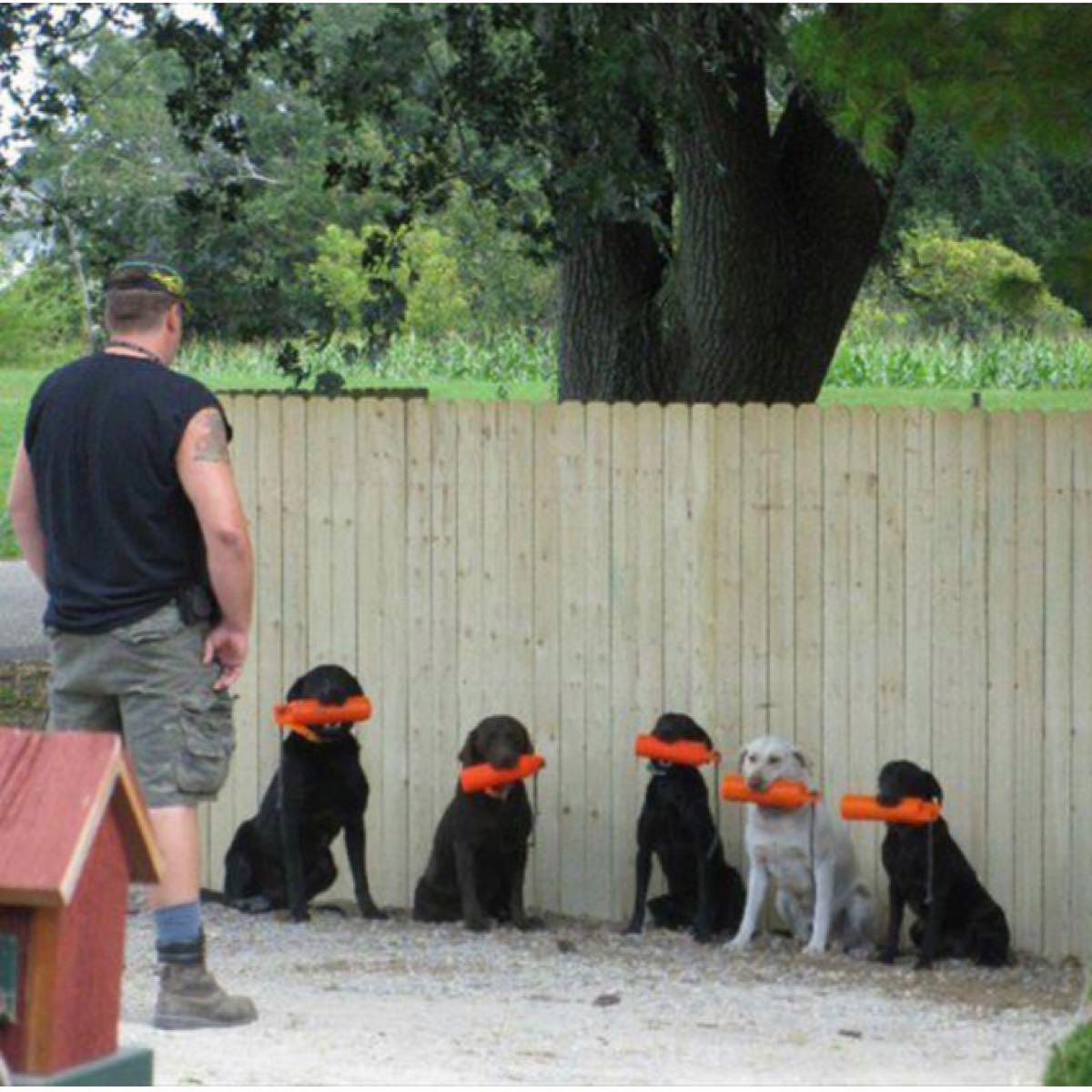 Duck Creek Retrievers Helenville, WI Nextdoor
