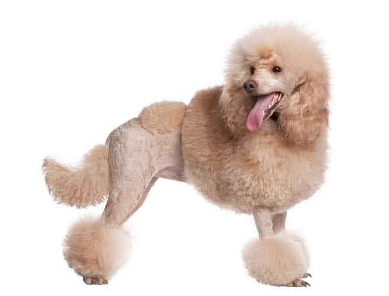 Poodle puff sale