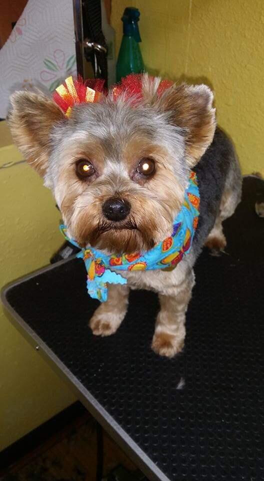 Tender Touch Dog Grooming Choctaw, OK Nextdoor