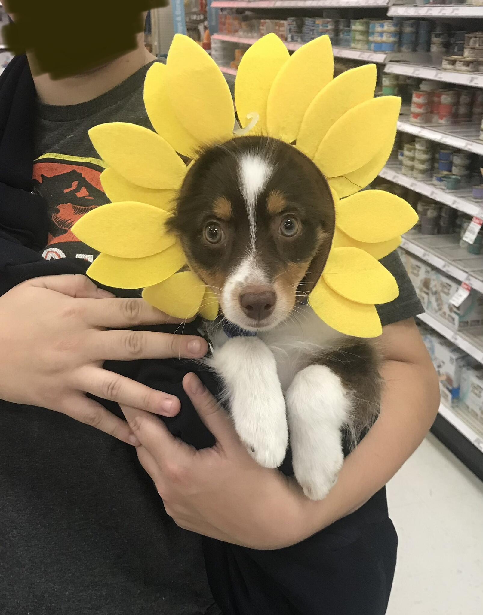 Groomers A GoGo Nextdoor