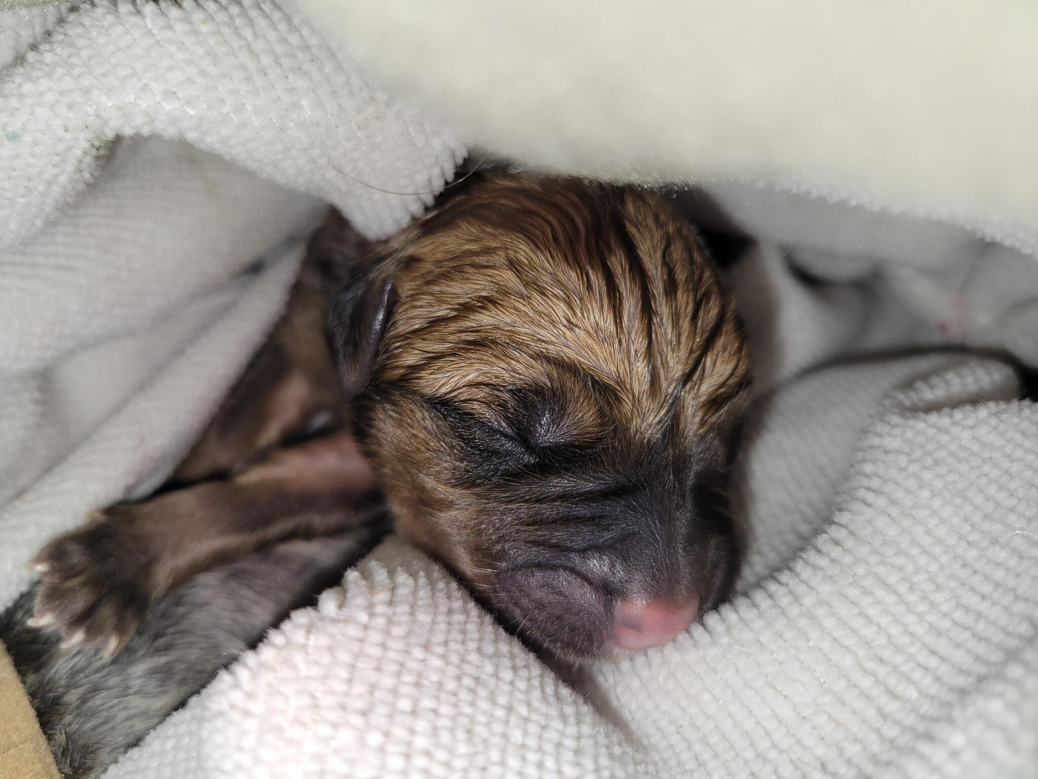 Cane Corso Puppies For Sale Buffalo Ny Online head.hesge.ch