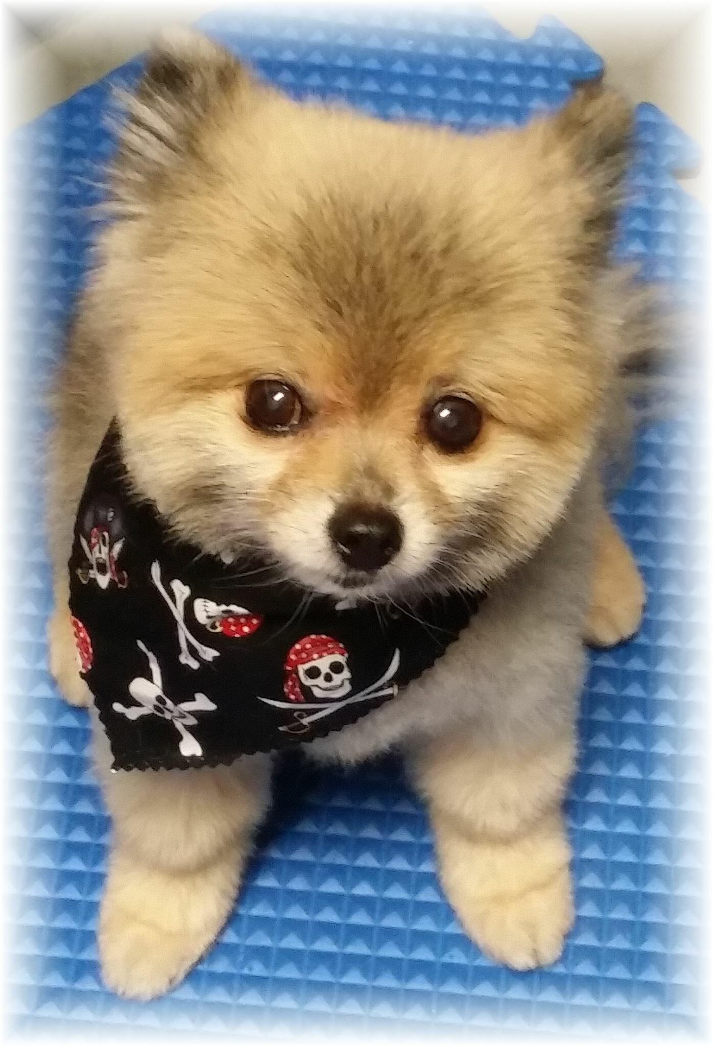 Luxury Pet Spa of Cocoa Beach