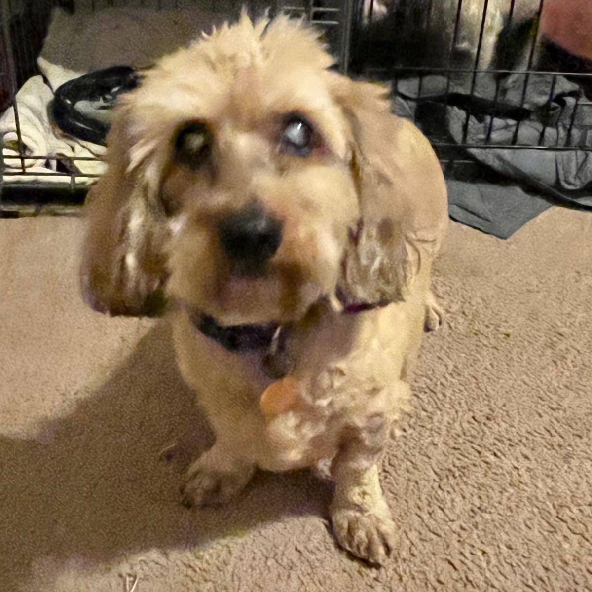 DogZone Dog grooming & boarding Myrtle Beach, SC Nextdoor