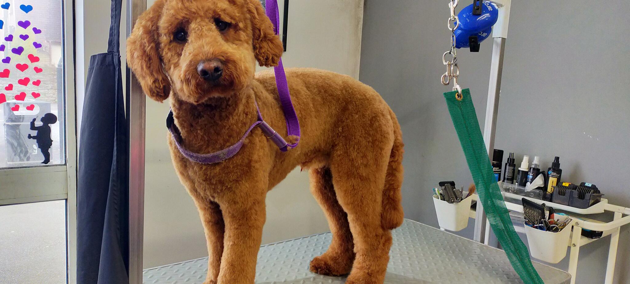 pawfect k9 dog grooming Sheffield, GBENG Nextdoor