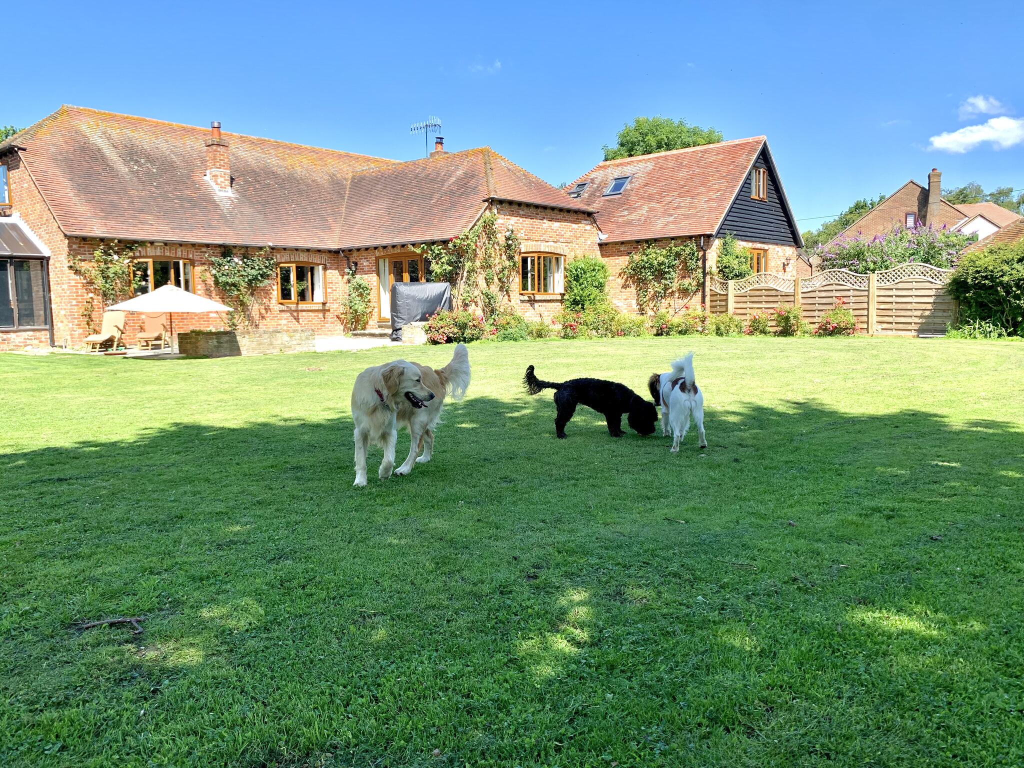 chichester-dog-sitters-kennel-free-day-care-boarding-07776-142826