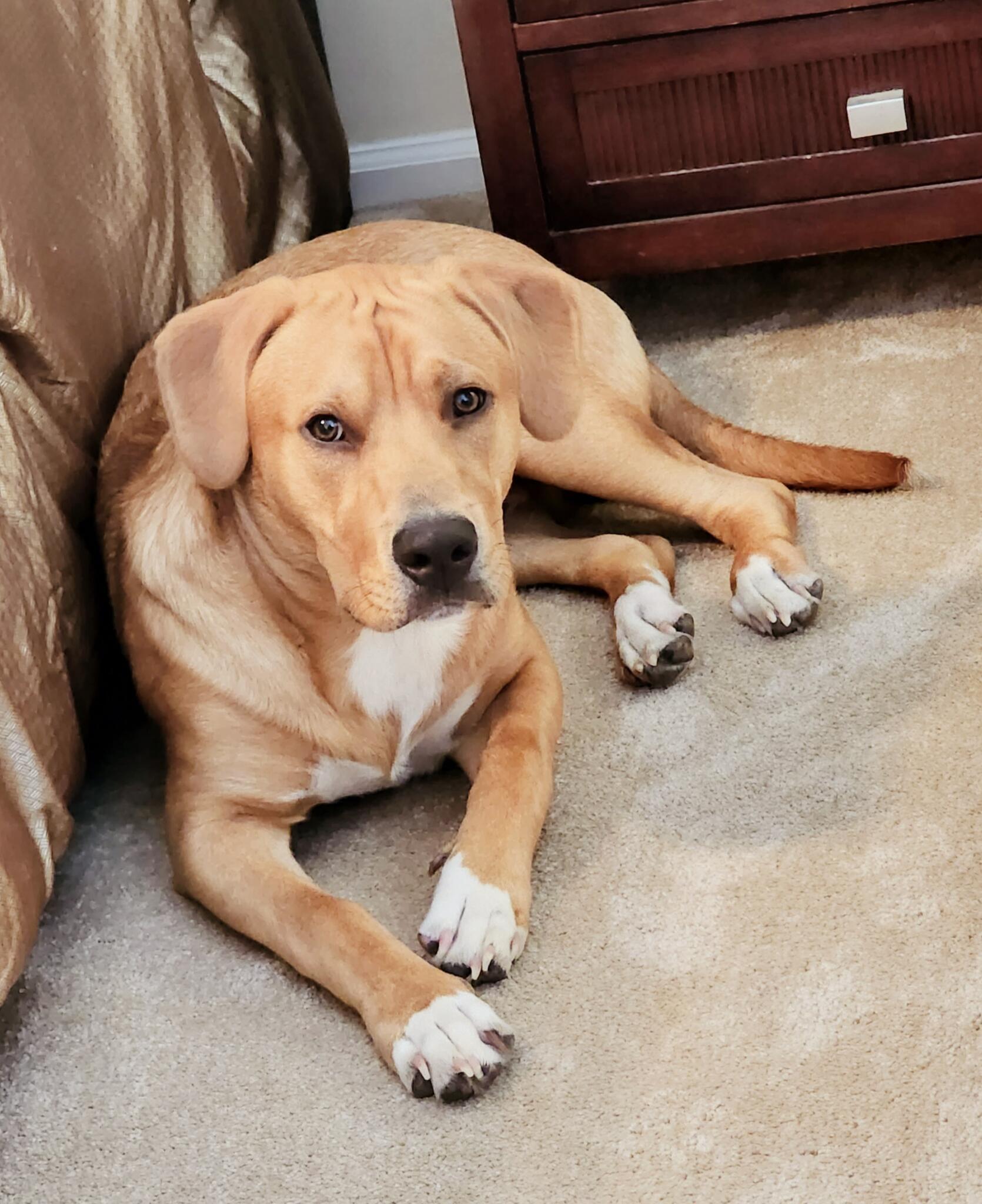 Yellow Lab Boxer Mix