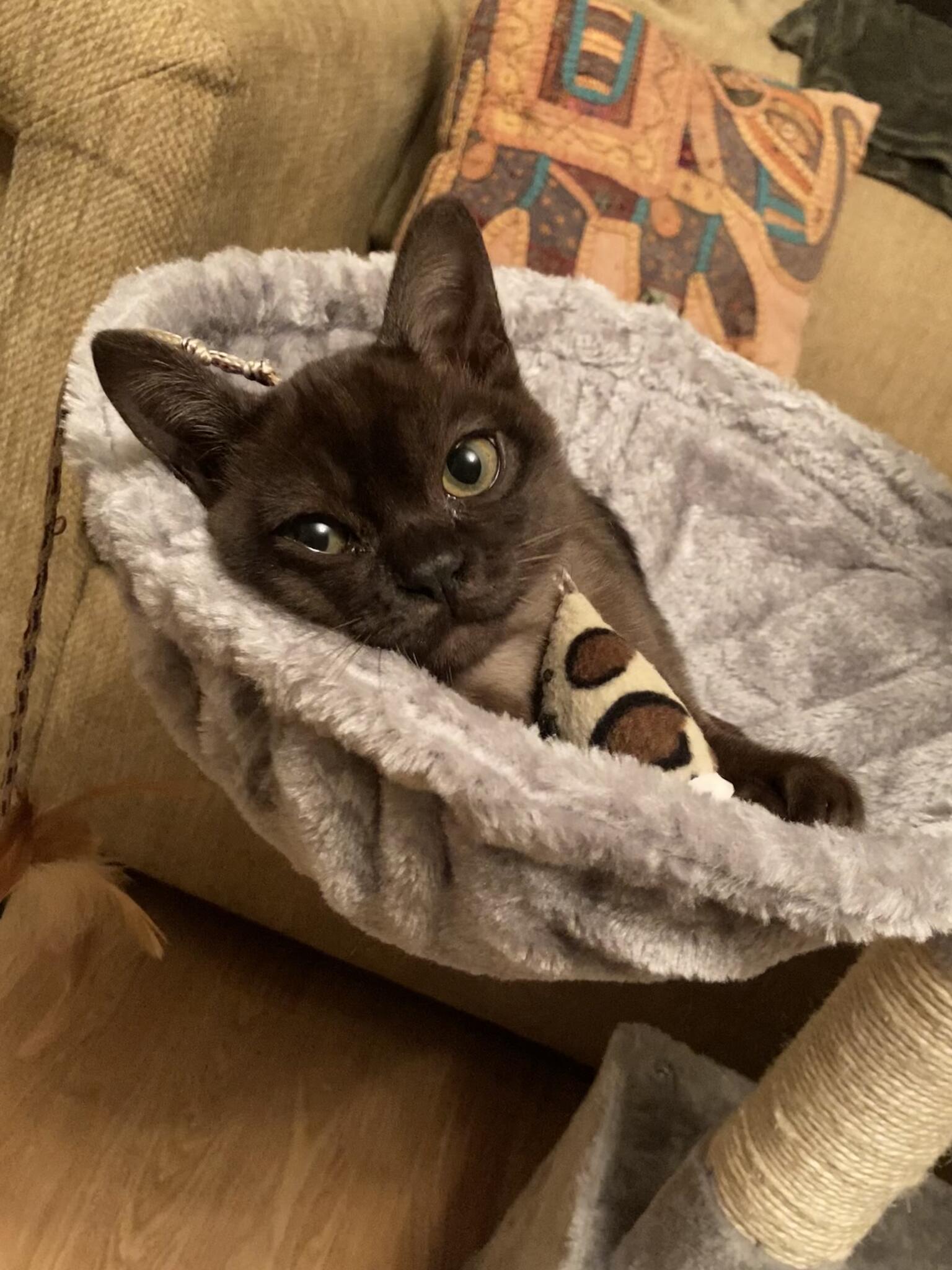 Dog walking/Pet sitting services Sarah Ferguson Belfast, GBNIR