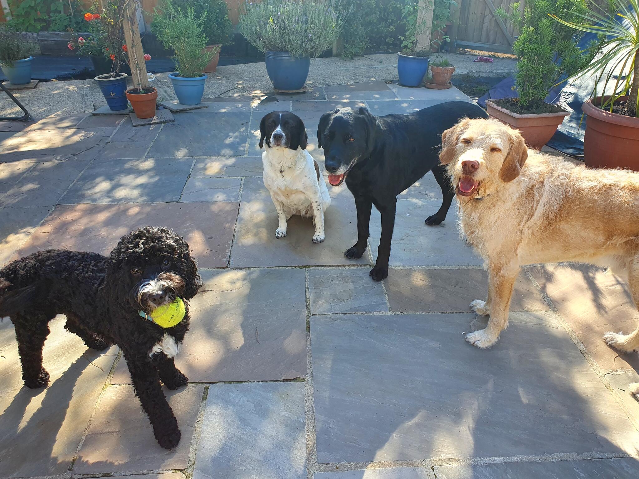 CRANFORD DOG CARE Diss, Norfolk Nextdoor