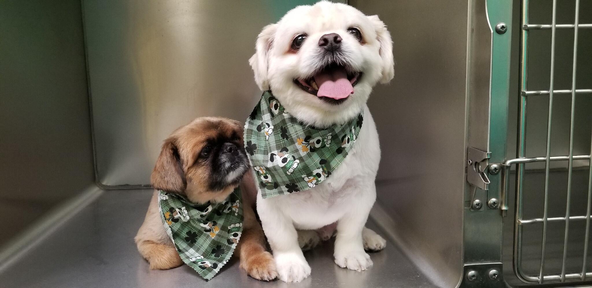 TLC AFFORDABLE GROOMING Toms River, NJ Nextdoor