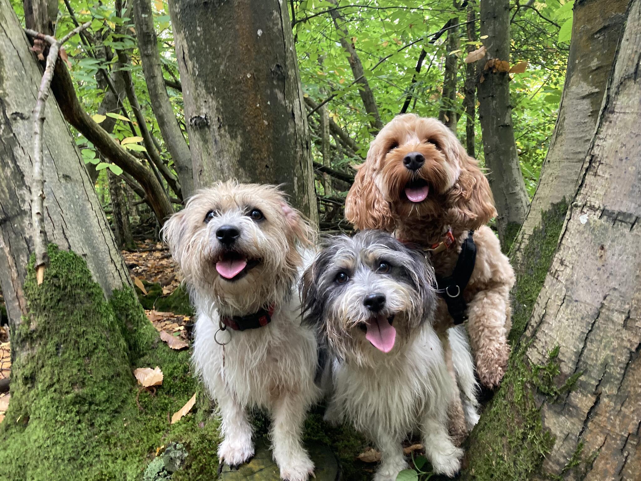 Hastings Pet Care Hastings Nextdoor