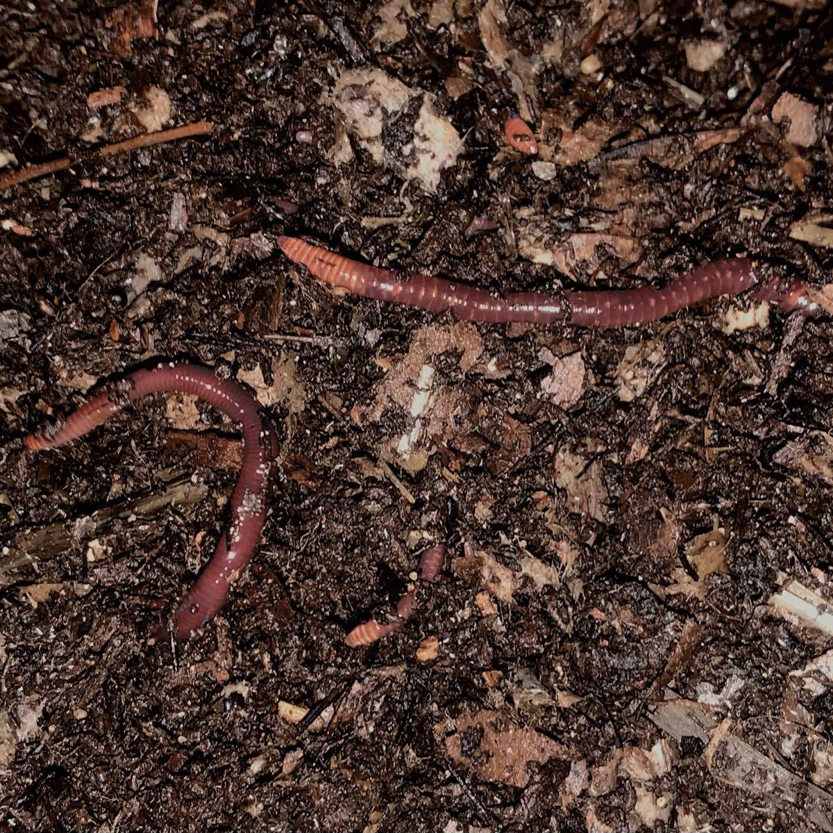 Seriously, Worms! Ltd - Nextdoor
