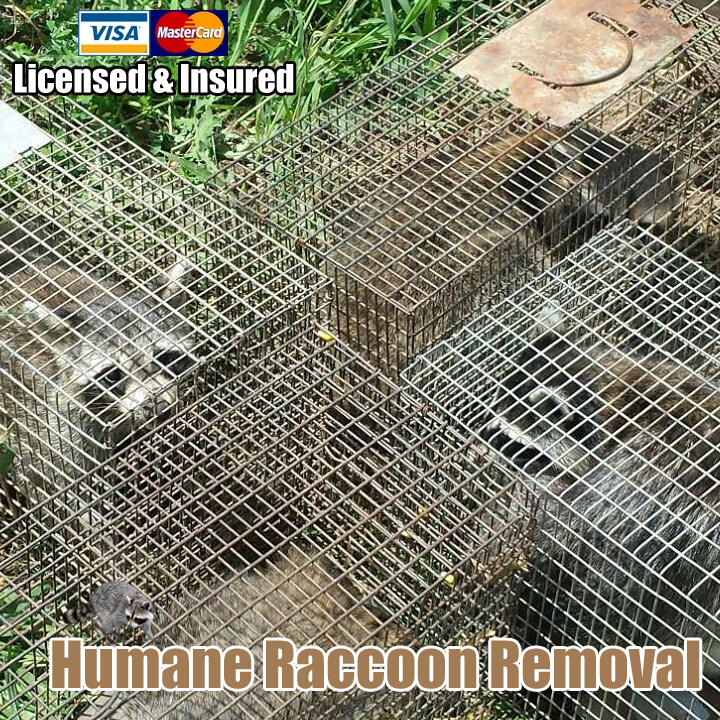 Humane Raccoon Removal San Diego - San Diego, CA - Nextdoor