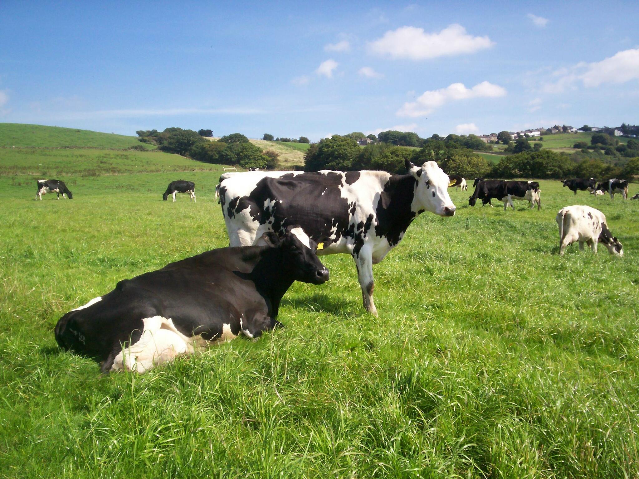 Pulford Farm Dairies Blackburn, England Nextdoor