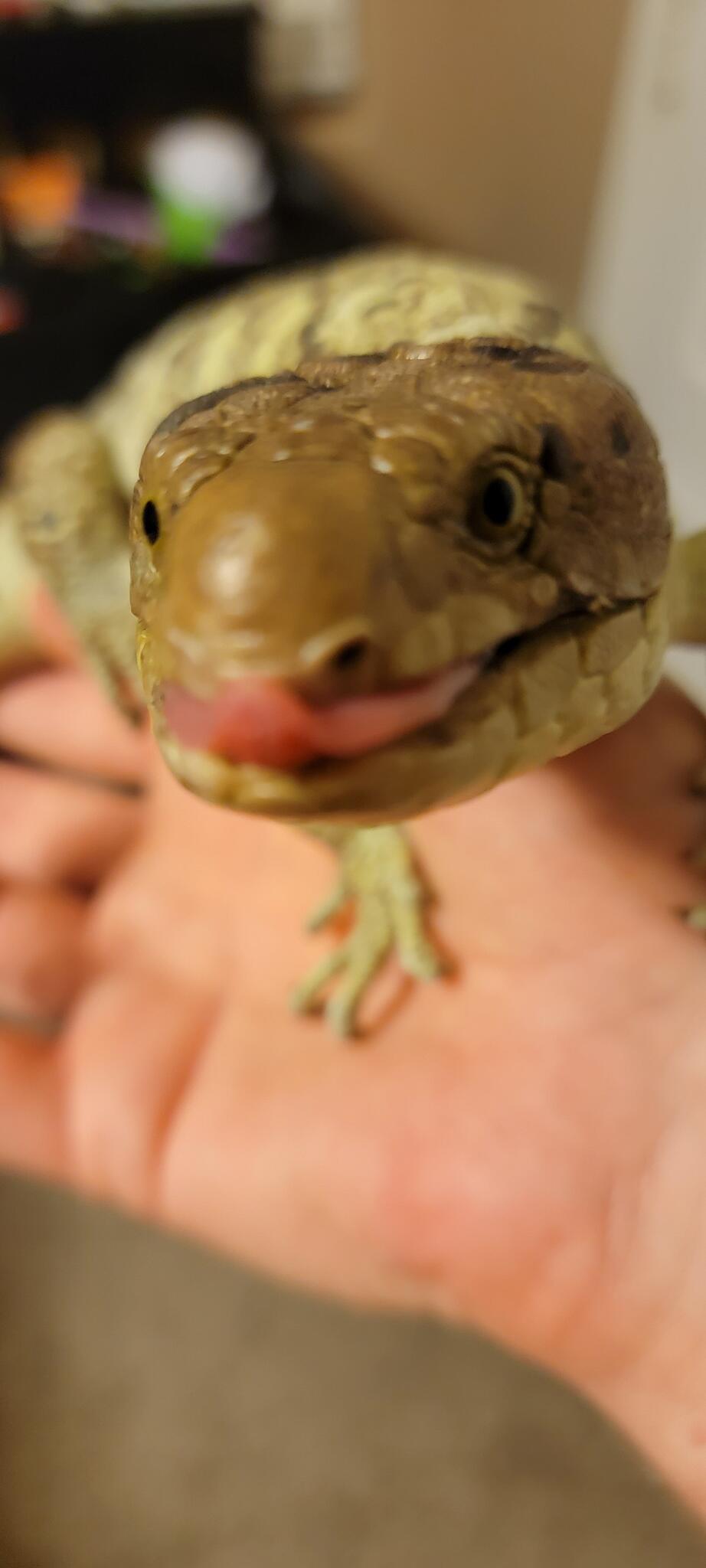 Scales and Tails Reptile Rescue Nextdoor