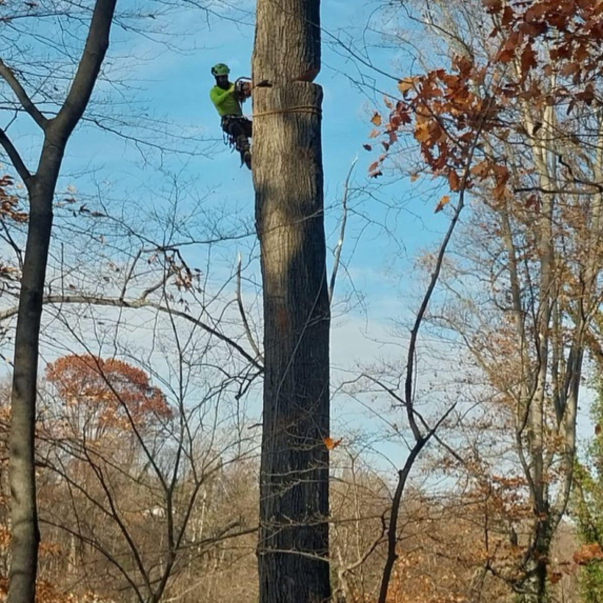 Tree service Alexandria, VA Nextdoor