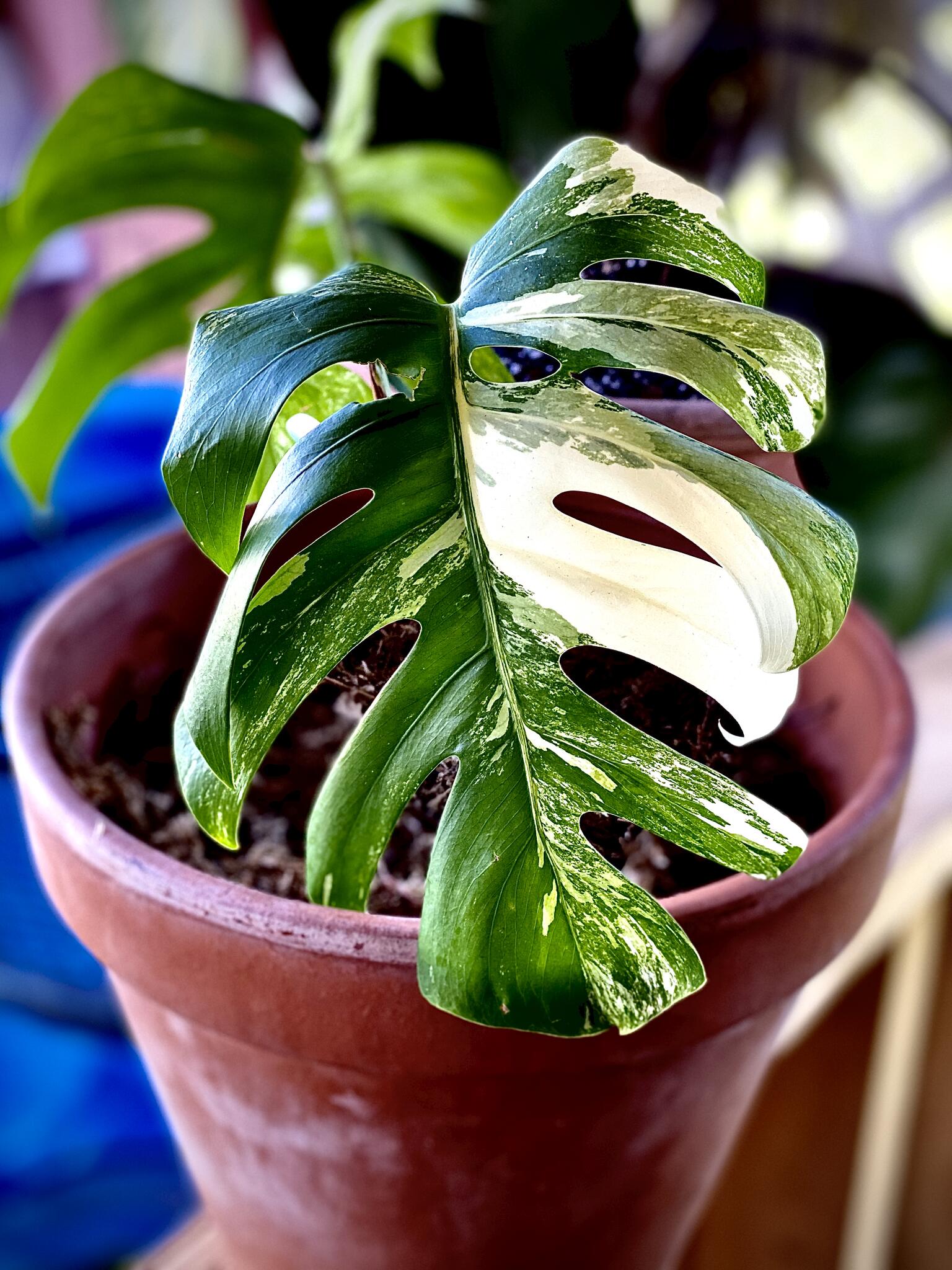 Roots And Blooms Nursery Cape Coral, FL Nextdoor