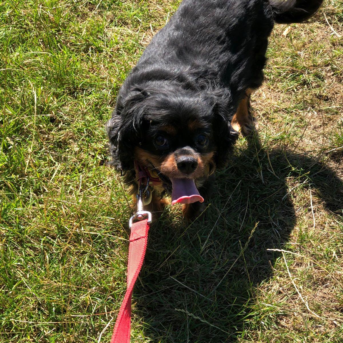 Blake’s Dog Walking Watford Nextdoor