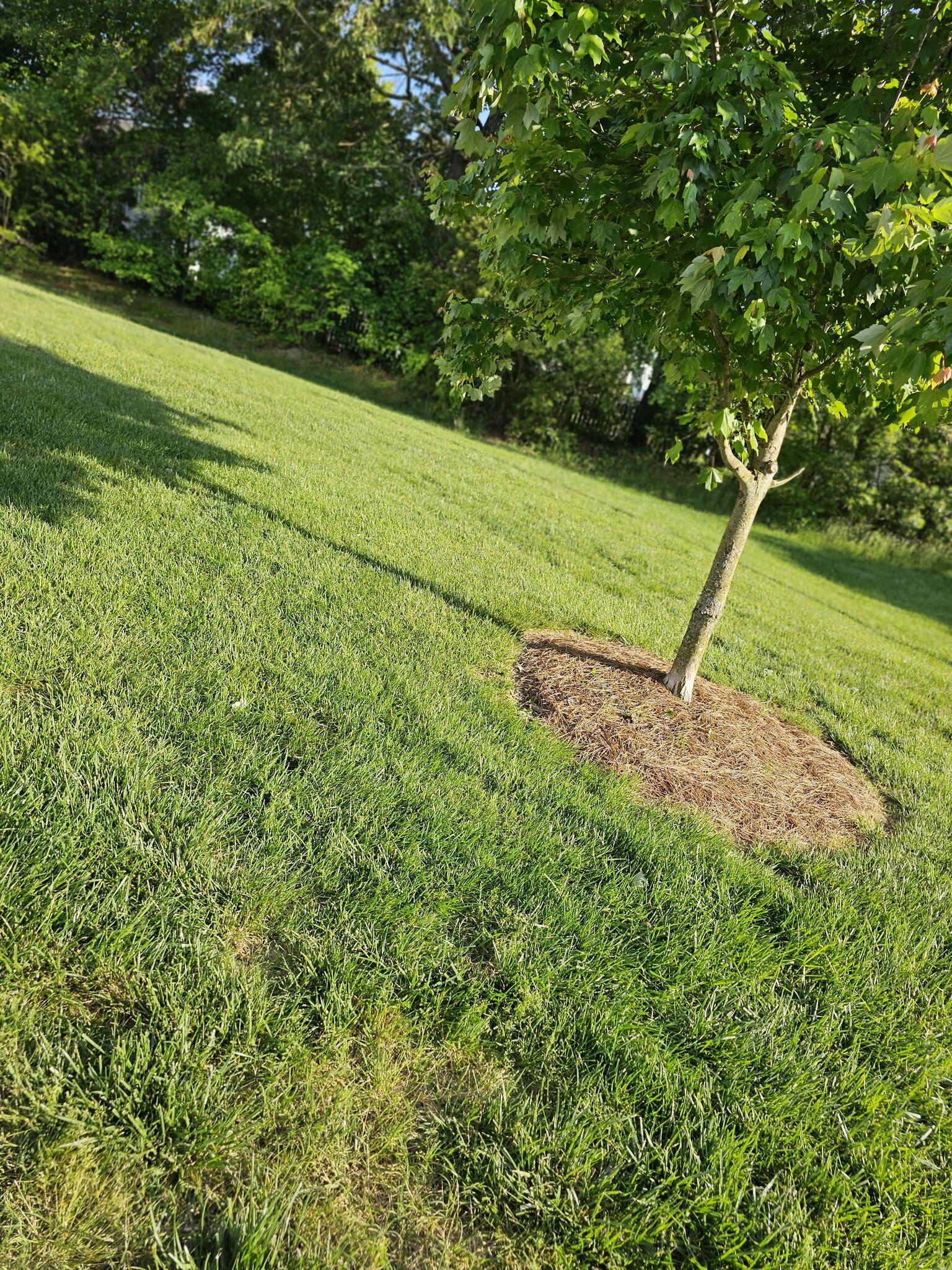 Northern Green Lawn Care Knightdale, NC Nextdoor