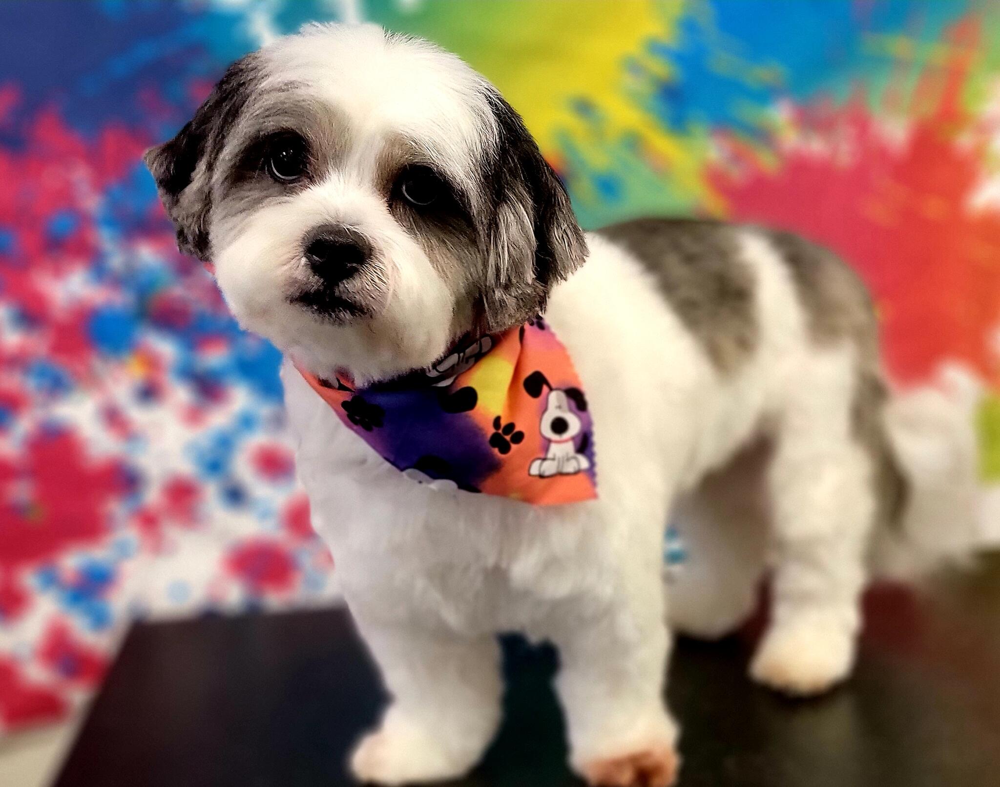 Punky Pets Pawlor LLC Las Vegas, NV Nextdoor